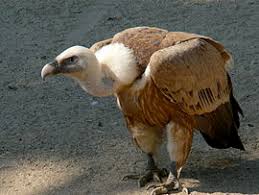 Vultur sur